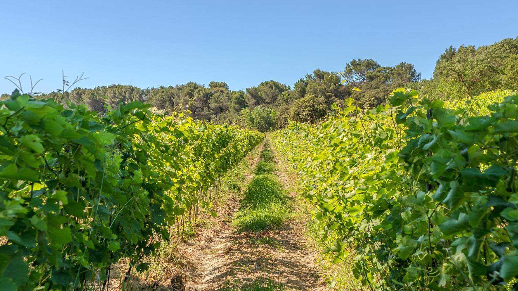 Chateau Talaud Loriol-du-Comtat Luaran gambar